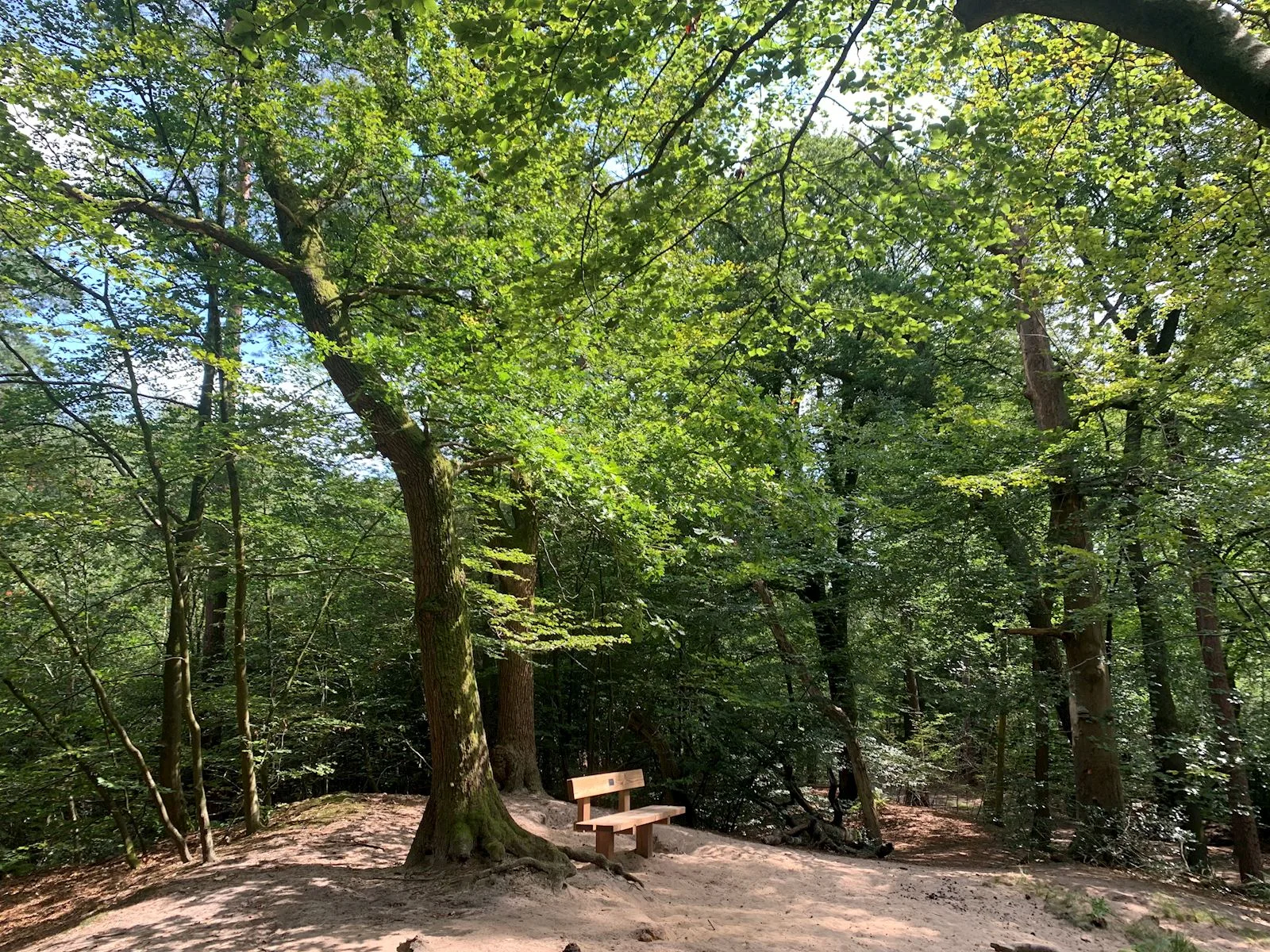 Bankje in het bos bij Baarn