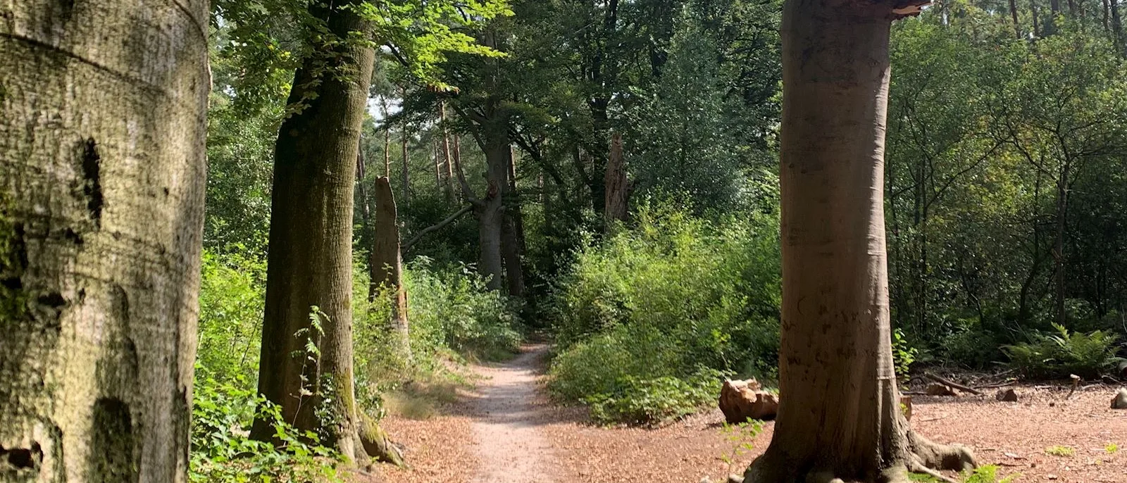 Psycholoog Soest