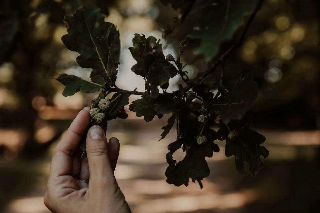 Eikenblad in de natuur