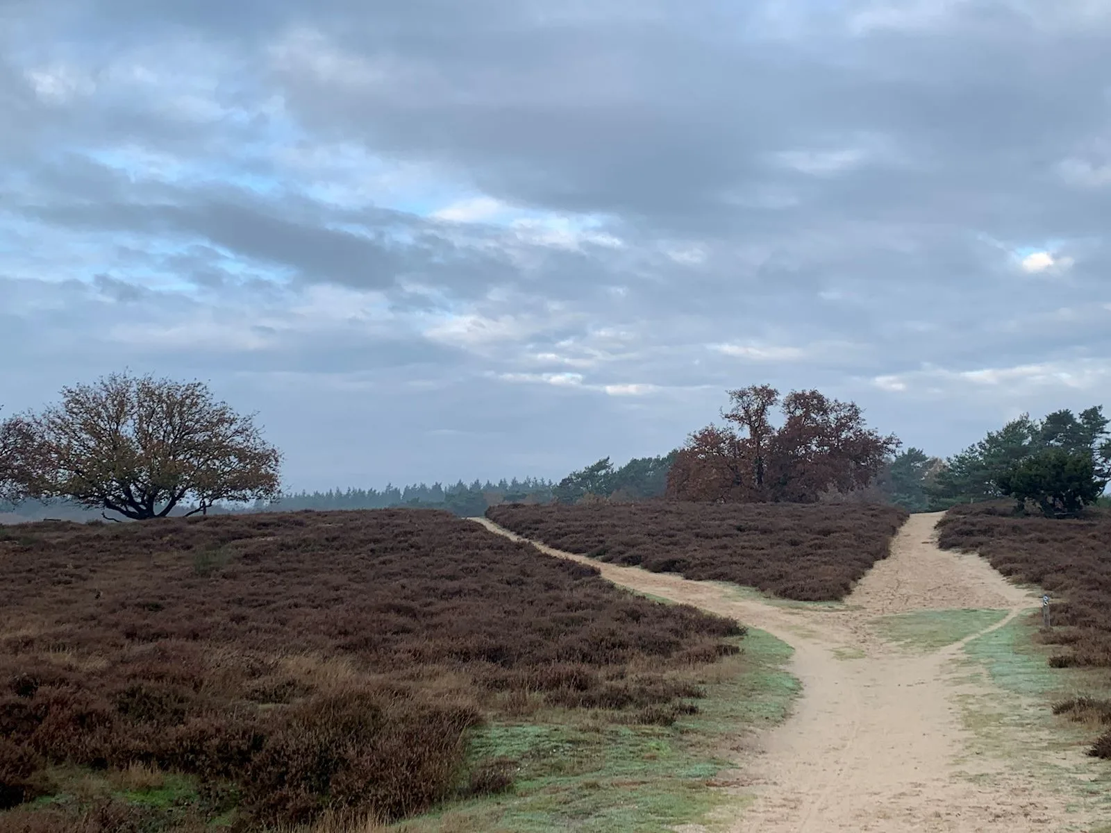 Heide bij Blaricum